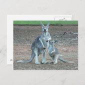 KangarooPostcard Postkarte (Vorne/Hinten)