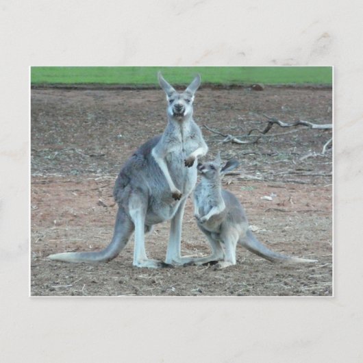 KangarooPostcard Postkarte (Vorderseite)