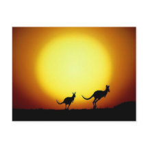 Kangaroos im australischen Outback