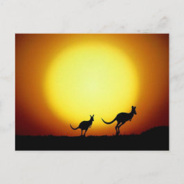Kangaroos im australischen Outback Postkarte