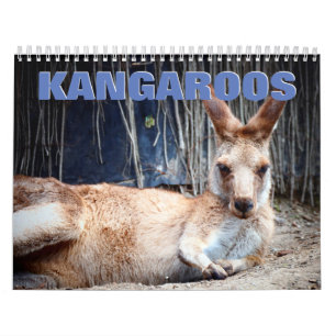 Kangaroos-Mauerkalender 2022 Kalender