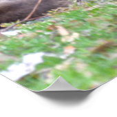 Kangaroos-Mumie Poster (Ecke)