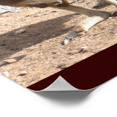 Kangaroos Poster (Ecke)