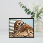 Kangaroos Postkarte (Stehend Vorderseite)