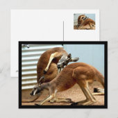 Kangaroos Postkarte (Vorne/Hinten)