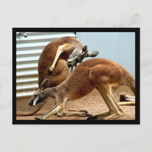Kangaroos Postkarte (Vorderseite)