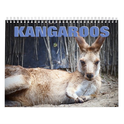 Kangaroos Wall Calendar Kalender (Titelbild)
