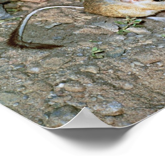 Kangeroo Rat Poster (Ecke)