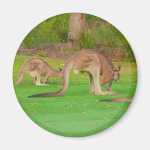 Känguru Magnet