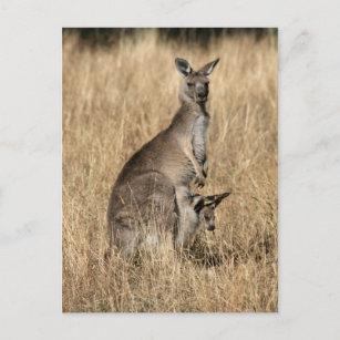 Australien Kanguru Geschenke Zazzle De