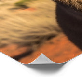 Känguru mit Sonnenbrille bei Uluru Australien Poster (Ecke)