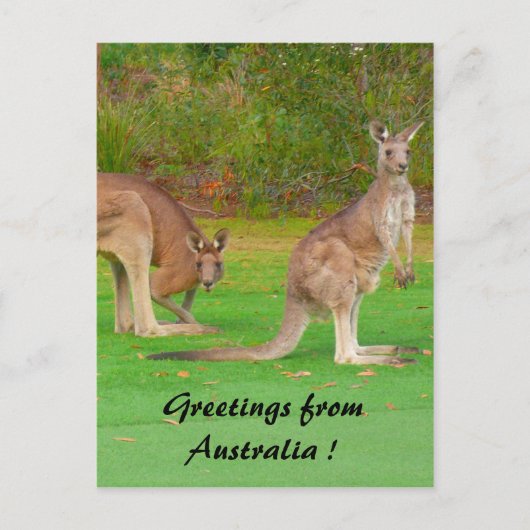 Känguru Postkarte (Vorderseite)