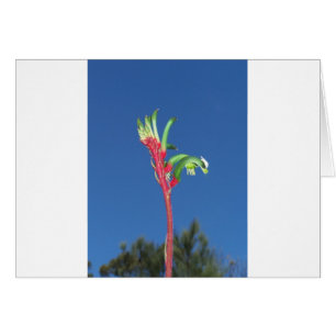 KÄNGURU-TATZEN-PFLANZE