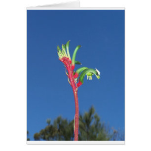 KÄNGURU-TATZEN-PFLANZE