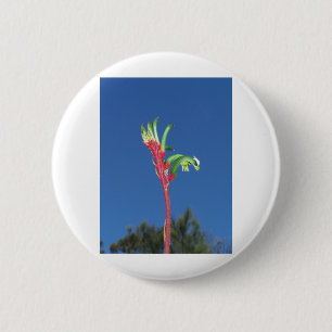 KÄNGURU-TATZEN-PFLANZE BUTTON