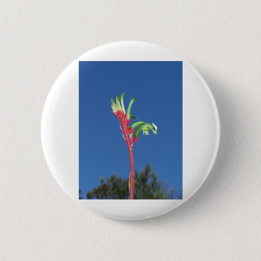 KÄNGURU-TATZEN-PFLANZE BUTTON (Vorderseite)