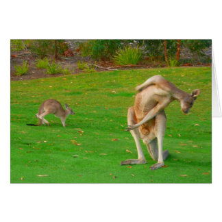 Känguru u. joey