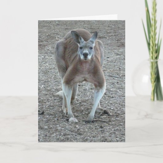 Känguru-Weihnachten Feiertagskarte (Vorderseite)