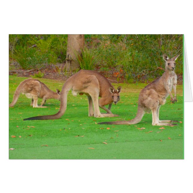 Kängurus (Vorderseite (Horizontal))