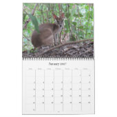 Kängurus 2025 kalender (Jan 2027)