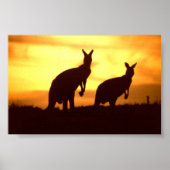 Kängurus bei Sonnenuntergang Poster (Vorne)