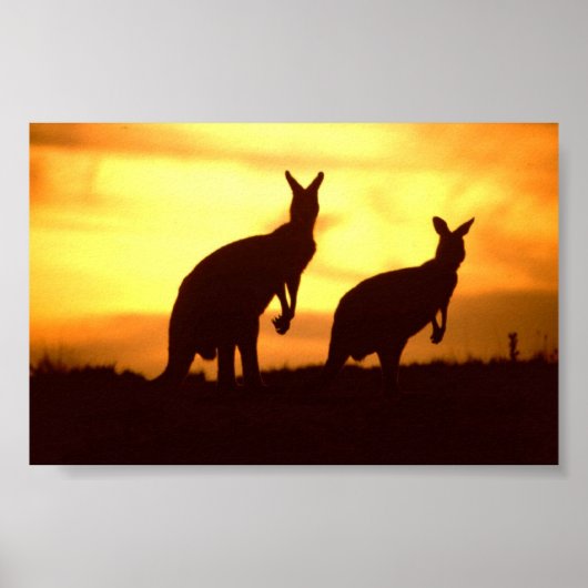 Kängurus bei Sonnenuntergang Poster (Vorne)