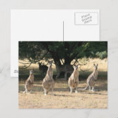 Kängurus in einer Reihe Postkarte (Vorne/Hinten)