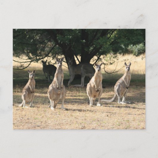 Kängurus in einer Reihe Postkarte (Vorderseite)