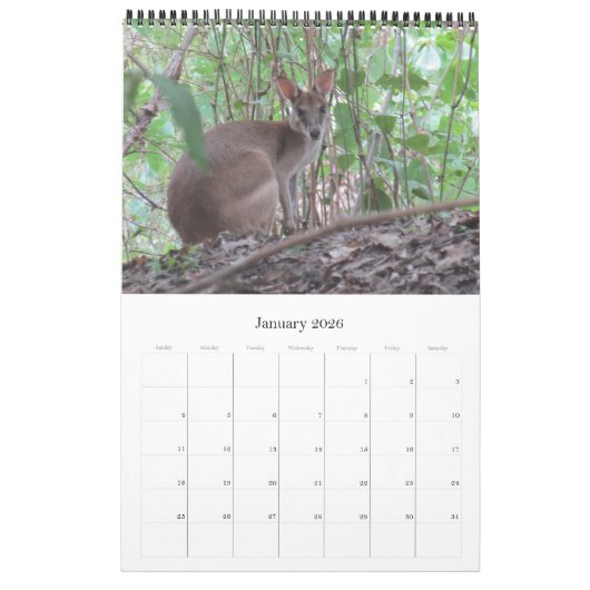 Kängurus wallabies 2025 kalender (Jan 2026)
