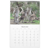 Kängurus wallabies 2025 kalender (Mär 2026)