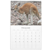 Kängurus wallabies 2025 kalender (Feb 2026)