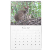 Kängurus Wallabys 2027 Kalender (Jan 2027)