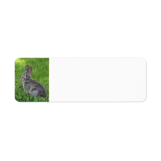 Kaninchen (Vorne)