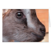 Kaninchen (Vorderseite (Horizontal))