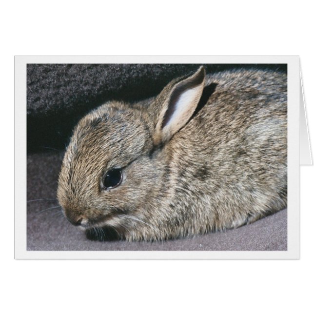 Kaninchen (Vorderseite (Horizontal))