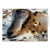 Kaninchen (Vorderseite (Horizontal))