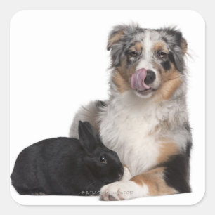 Kaninchen (1 Jahr alt) neben einem australischen Quadratischer Aufkleber