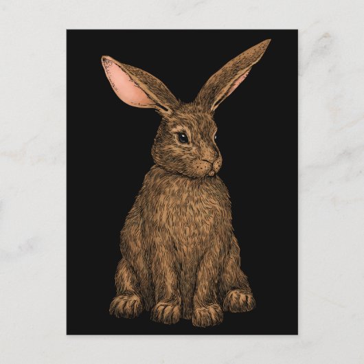 Kaninchen 3 postkarte (Vorderseite)