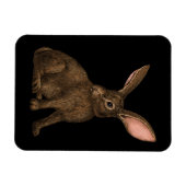 Kaninchen 4 magnet (Horizontal)