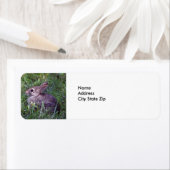 Kaninchen 8603 (Insitu)