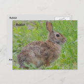 Kaninchen (A) Postkarte (Vorne/Hinten)