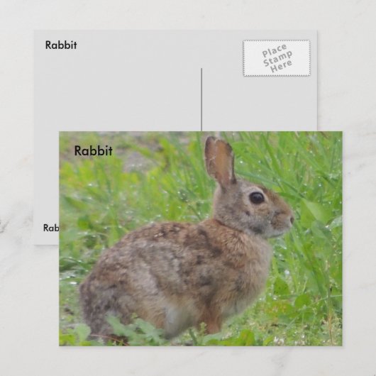 Kaninchen (A) Postkarte (Vorne/Hinten)
