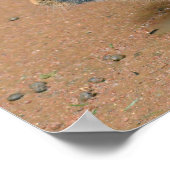 Kaninchen am Boden Poster (Ecke)