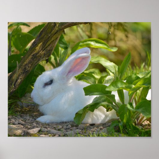 Kaninchen auf dem T - Shirt auf der Postkarte Poster (Vorne)