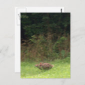 Kaninchen auf der Fahrt Postkarte (Vorne/Hinten)