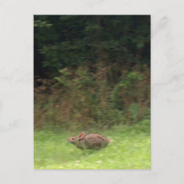 Kaninchen auf der Fahrt Postkarte