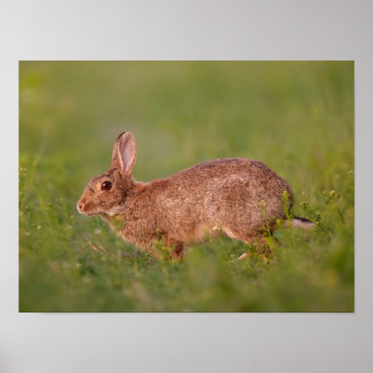 Kaninchen auf Wiese Poster (Vorne)