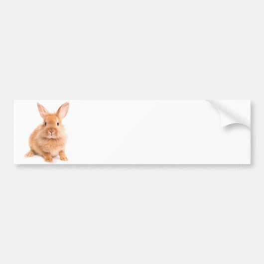 Kaninchen Autoaufkleber (Vorne)