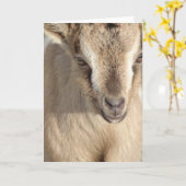 Kaninchen der Alpenziege Karte (Gelbe Blume)