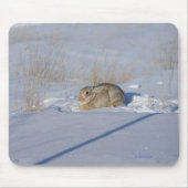Kaninchen des Waldkaninchen-R5 im Schnee Mousepad (Vorne)